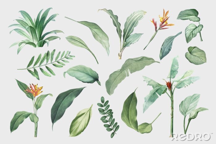 Canvas Tropical leaves and plants