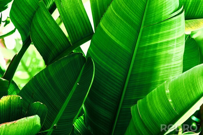 Canvas Tropical nature greenery background. Thicket of palm trees with big leaves. Saturated vibrant emerald green color. Beautiful botanical backdrop wallpaper pattern. Poster template with copy space