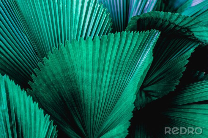Canvas tropical palm leaf and shadow, abstract natural green background, dark blue tone