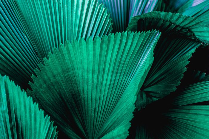 Canvas Tropical palm leaf and shadow, abstract natural green background, dark blue tone