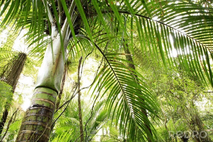 Canvas Tropisch bos en bamboe