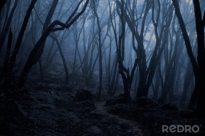 Canvas Tropisch bos in het donker