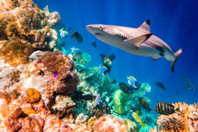 Tropisch koraalrif en haai