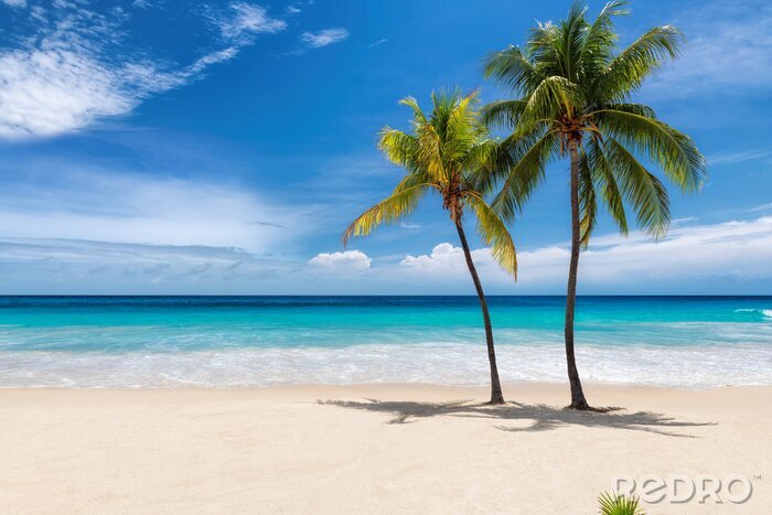 Canvas Tropisch strand met palmbomen