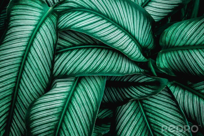 Canvas Tropische groene bladeren