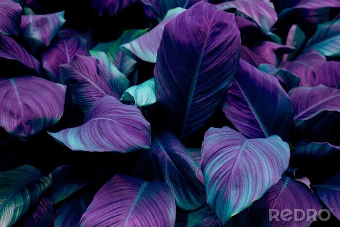Canvas Tropische paarse planten