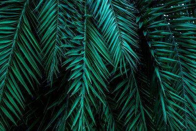 Tropische palmbladeren 3D