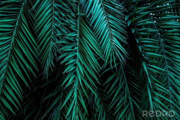 Canvas Tropische palmbladeren 3D