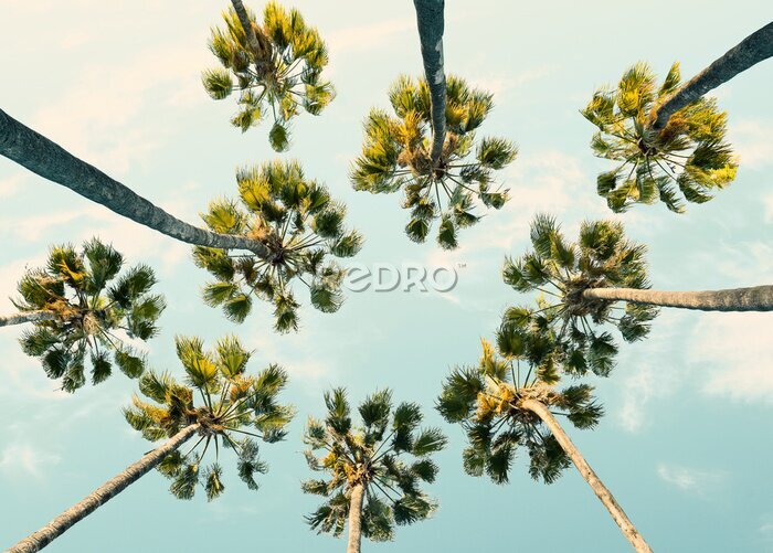 Canvas Tropische palmbomen tegen zomerse hemelachtergrond