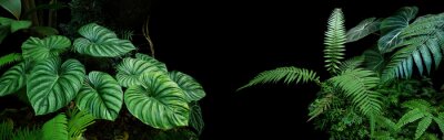 Tropische planten op zwarte achtergrond