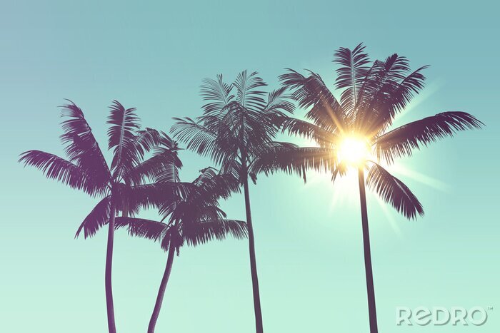 Canvas Tropische silhouetten van palmbomen