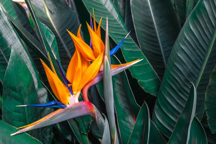 Canvas Tropische strelitzia in bloei tegen een achtergrond van groene bladeren