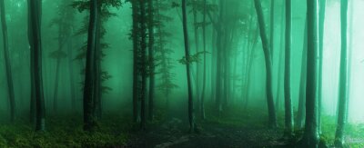 Turkoois bos op een mistige dag