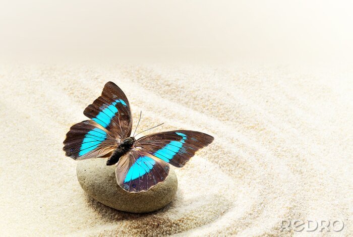 Canvas Turquoise vlinder op het zand