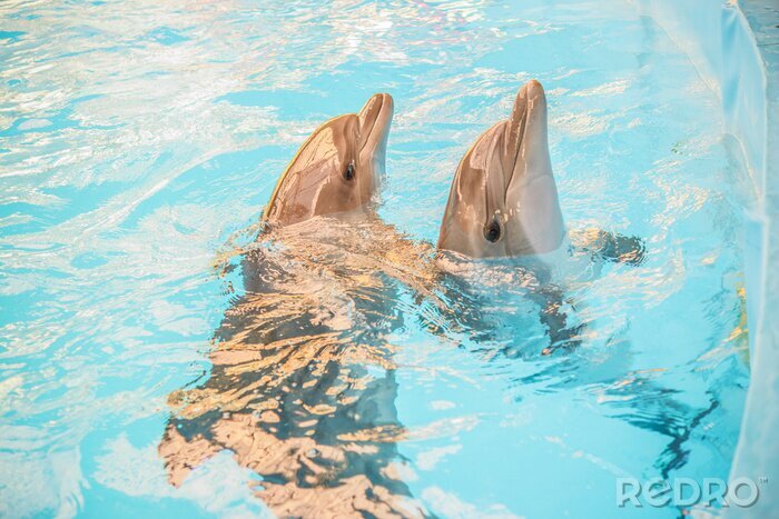 Canvas Twee dolfijnen in het bekken van oceanarium