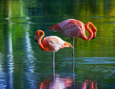 Twee flamingo's wadend in het water