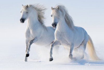 Twee galopperende paarden