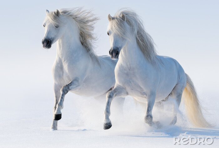 Canvas Twee galopperende paarden