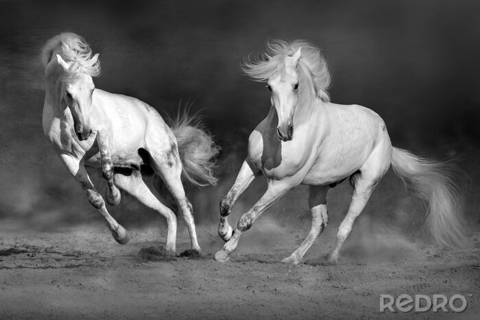 Canvas Twee galopperende rossen