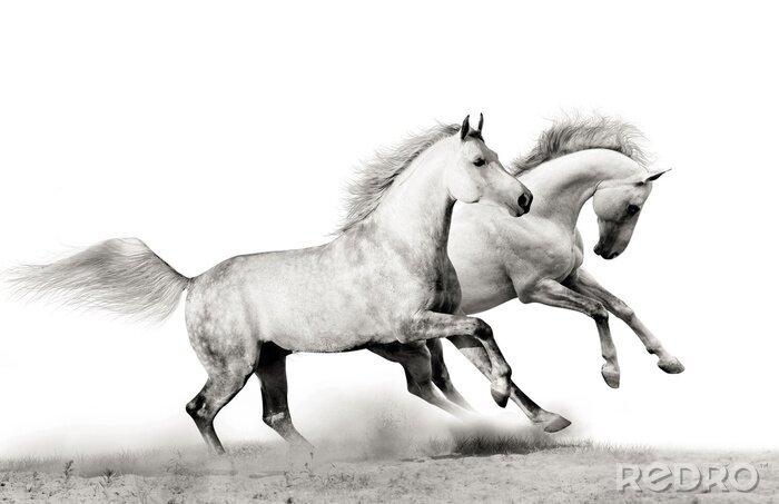 Canvas Twee grijze paarden in grijs stof