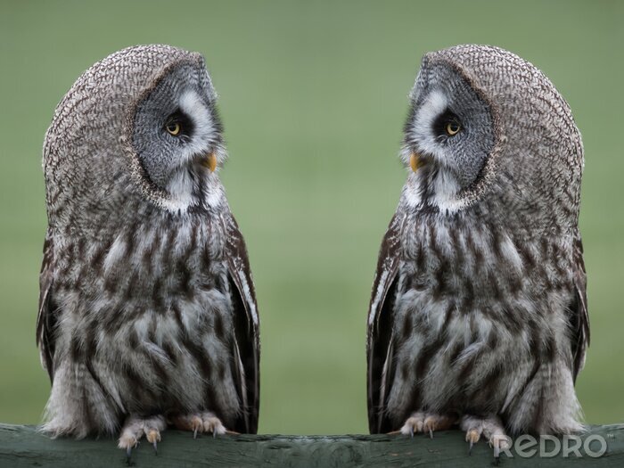 Canvas Twee grijze uiltjes