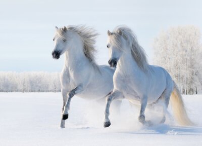 Twee paarden galopperen in de sneeuw