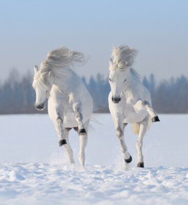 Twee paarden springen in de sneeuw