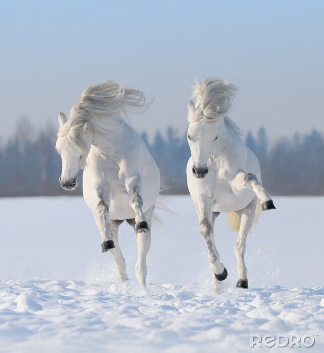 Canvas Twee paarden springen in de sneeuw