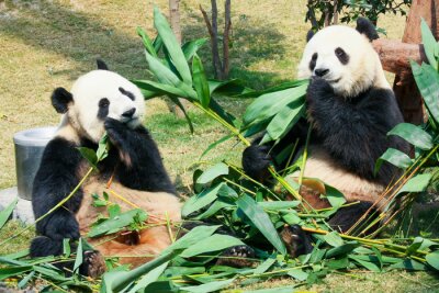 Twee panda's eten bladeren