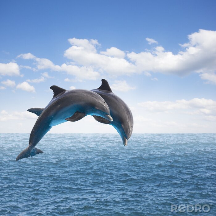 Canvas twee springende dolfijnen