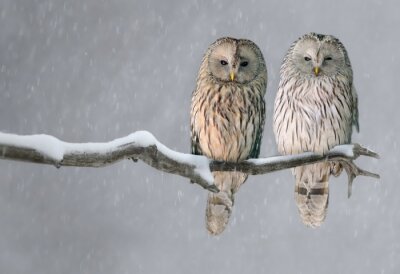 Canvas Twee uilen op een wintertak