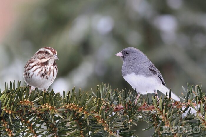 Canvas Twee vogels op een tak