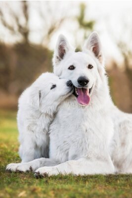 Twee witte honden