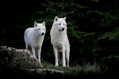 Twee witte wolven