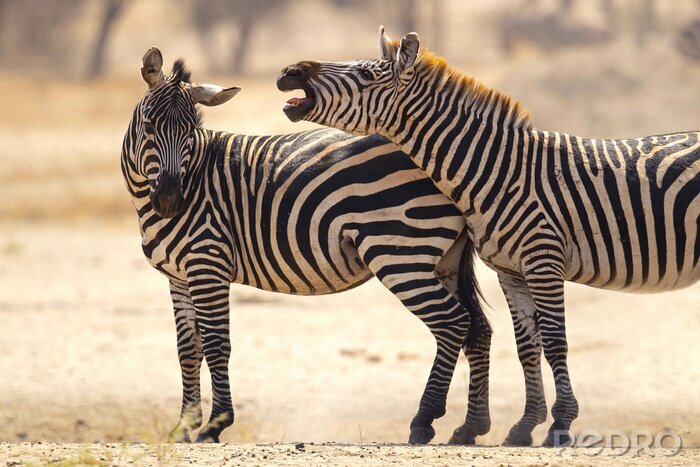 Canvas Twee zebra's en de natuur