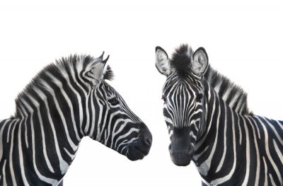Twee zebra's op een witte achtergrond