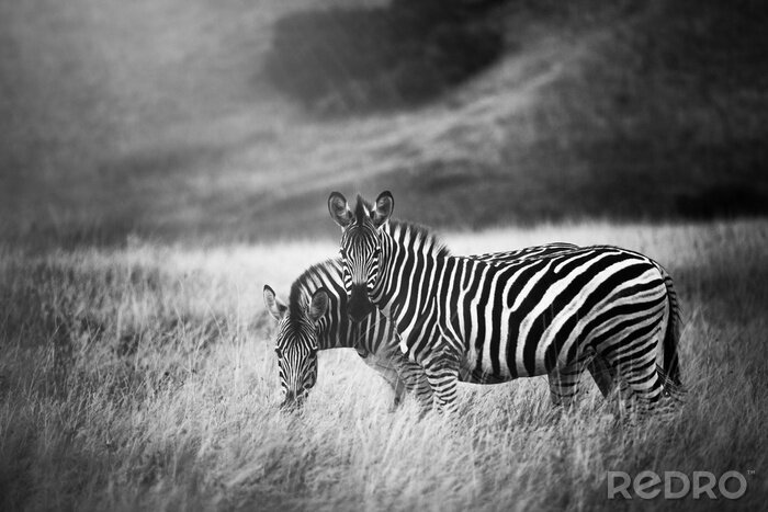 Canvas Twee zebra's op een zwart-witte achtergrond