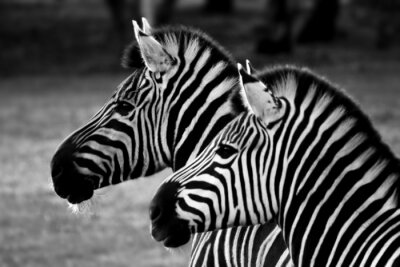 Canvas Twee zebra's op zwart-witte aardachtergrond
