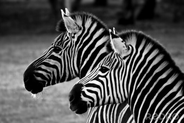 Canvas Twee zebra's op zwart-witte aardachtergrond