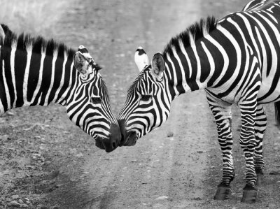 Canvas Twee zebra's staan op de weg