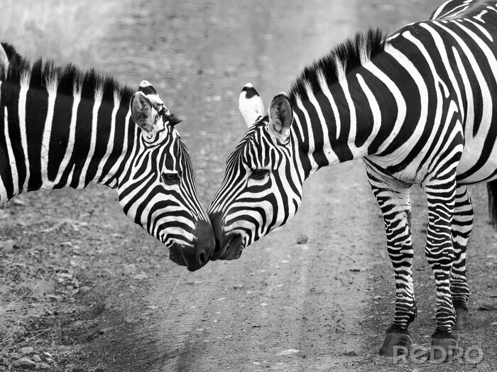 Canvas Twee zebra's staan op de weg