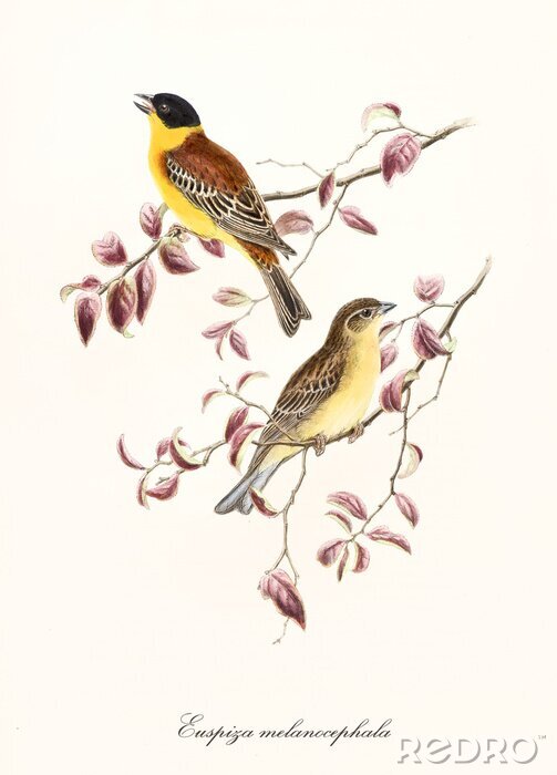 Canvas Two yellow tones birds on two isolated pinkyish leafed branches. Detailed hand colored old illustration of Black-Headed Bunting (Emberiza melanocephala). By John Gould publ. In London 1862 - 1873