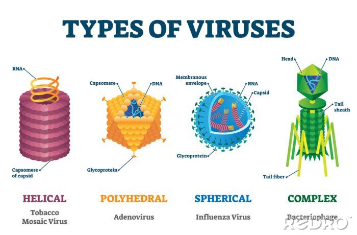 Canvas Types of viruses vector illustration labeled drawings