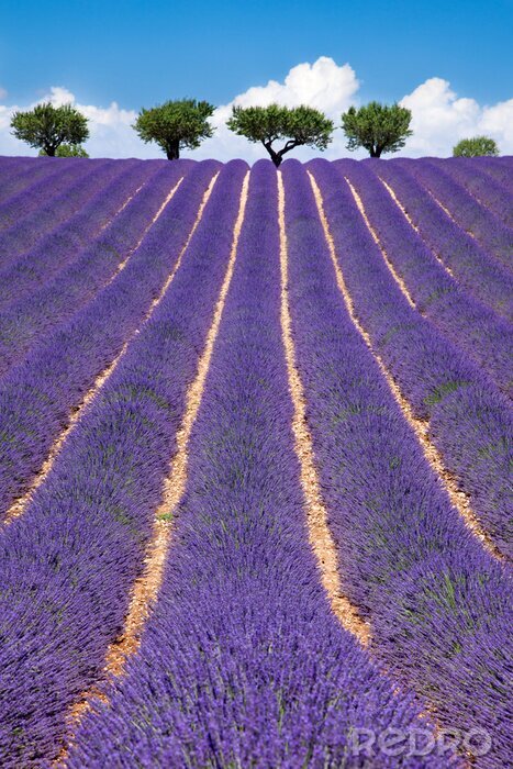Canvas Uitzicht met lavendel en bomen