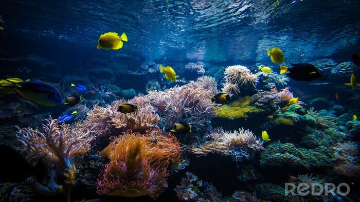 Canvas underwater coral reef landscape  with colorful fish