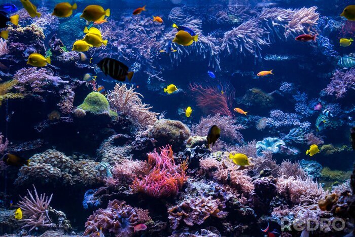 Canvas underwater coral reef landscape with colorful fish and marine life