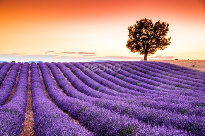 Canvas Valensole lavender in Provence, France