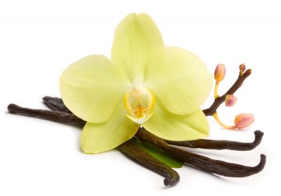 Canvas Vanilla stokken en gele orchideeën