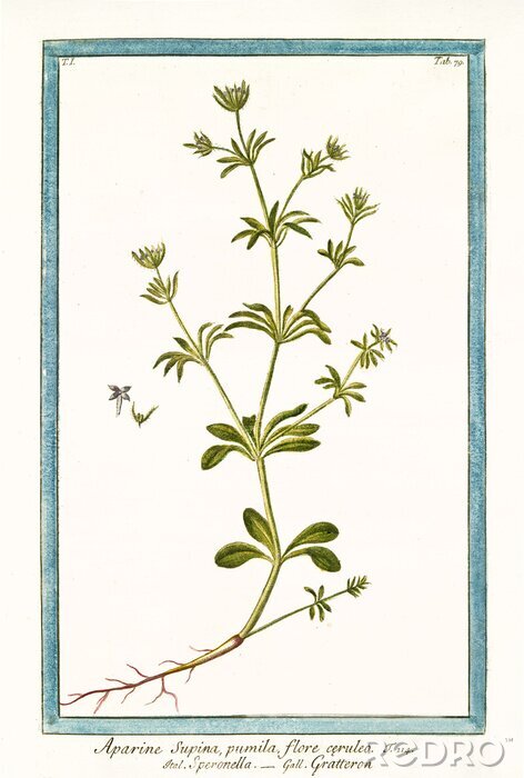 Canvas Vastklampende klaver met wortel