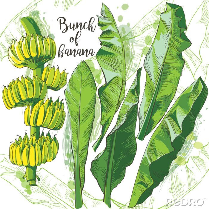 Canvas Vector tropical banana leaf, fruits texture